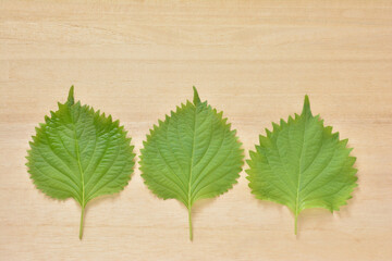 青紫蘇　しそ　大葉　