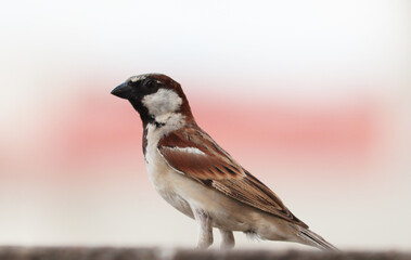 clousup of single sparrow sitting on a pipe