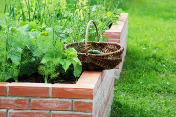 Basket with vegetables. Raised beds gardening in an urban garden growing plants herbs spices berries and vegetables