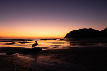 Pelican on the beach