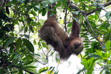 Smiling sloth © Adrien