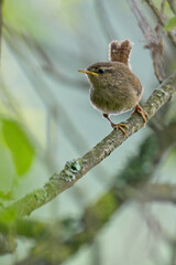 Juvenile Winter Wren, Drift Reservoir, Cornwall, England, UK.