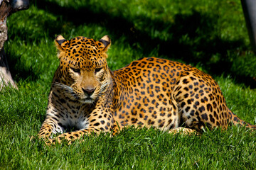 leopard in the tree