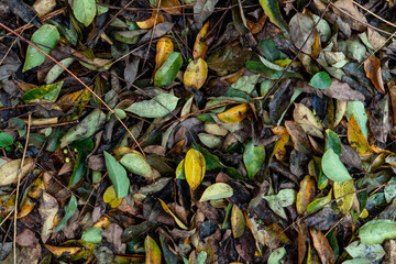 Falling Leaves - Yellow leaves with rain drops.