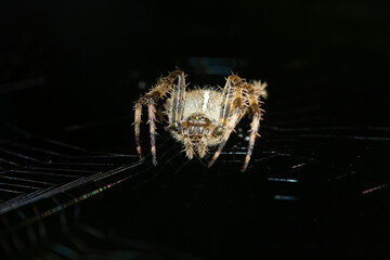 European garden spider, Araneus diadematus