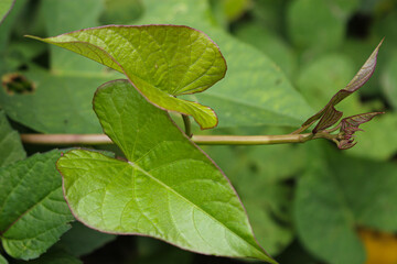 Plant and leaves of Sweet potato, purple potato leaves farming