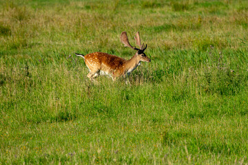 Junger Hirsch auf einer Wiese