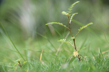 Vom Sämling zum Baum