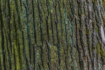 pine tree trunk, textured relief rough bark with green and turquoise moss, lichen