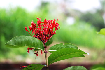 red hibiscus macro shot flower