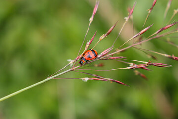 beaulyful Ladybug rests on a flower, blur background image