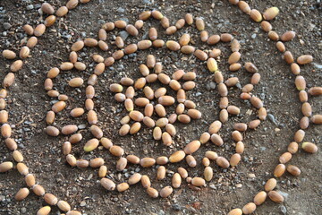 Natur Mandala im Wald mit Eichelnüssen