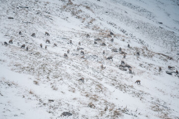 herd of chamois in snow blizzard in Grindelwald