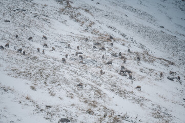 herd of chamois in snow blizzard in Grindelwald