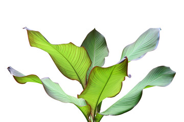 Green Leaves of Ornamental Tropical Plant Isolated on White Background