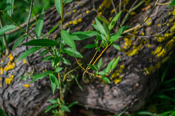 Green grass with leaves; foliage among curved embossed textured tree trunk with bright yellow moss; in sun light