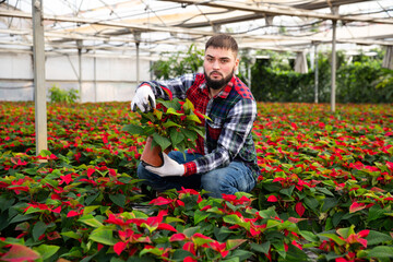Male supervising growth of plants of poinsettia in greenhouse