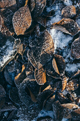 frozen leaves on forest floor, fallen leaves closeup 