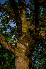 Textured relief rough bark. Tree trunk with branches in forest. Green leaves, summer foliage. Blue sky backdrop. Sunset light