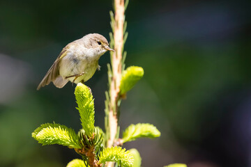 Zilpzalp  oder Weidenlaubsänger - Phylloscopus collybita