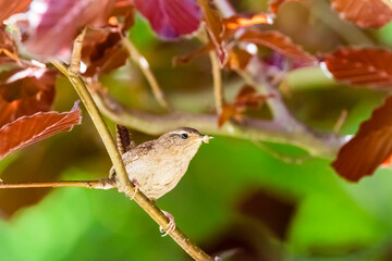 Zaunkönig bei der Brutpflege - Troglodytes troglodytes