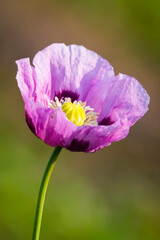 Naklejka premium Lila Mohn - Nahaufnahme
