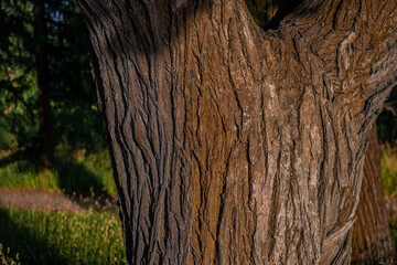 Fototapeta na wymiar Textured relief rough bark. Tree orange trunk. Sunset light, shadow