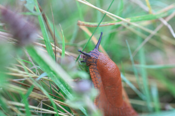 Brown Spanish slug crawling in summer garden, selective focus
