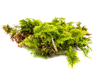 Moos isoliert auf weißen Hintergrund