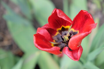 A withered red tulip close-up. Disheveled red flower.