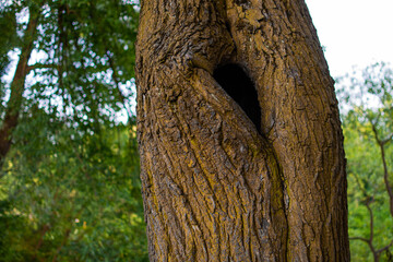 Obraz premium Yellow tree trunk with hollow, with black hole. Textured vertical relief rough bark. Green forest