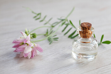 Coronilla varia essential oil (extract, infusion, remedy) glass bottles with fresh Coronilla varia flowers on wooned background, selective focus