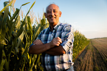 Portrait of senior farmer standing in corn field examining crop at sunset.