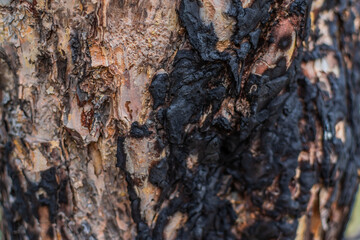 textured dry rough burned black bark of old relief coniferous tree on Lake Baikal