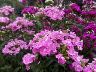pink flowers in the garden
