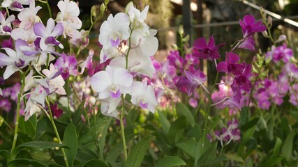 Beautiful lilac purple and magenta orchids growing on blurred background of green park. Close up macro tropical petals in spring garden among sunny rays. Exotic delicate floral blossom with copy space