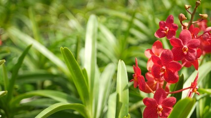 Blurred macro close up, colorful tropical orchid flower in spring garden, tender petals among sunny lush foliage. Abstract natural exotic background with copy space. Floral blossom and leaves pattern
