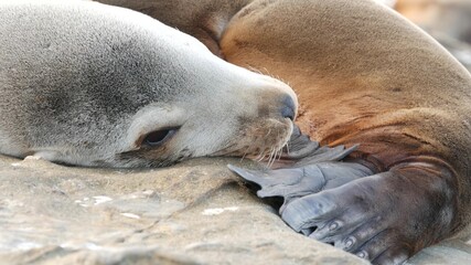 Cute baby cub, sweet sea lion pup and mother. Funny lazy seals, ocean beach wildlife, La Jolla, San Diego, California, USA. Funny awkward sleepy marine animal on pacific coast. Family love and care