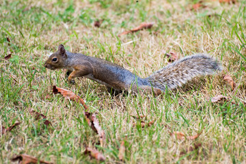 Squirrel in a park in Turin
