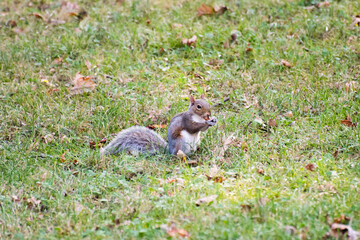 Squirrel in a park in Turin