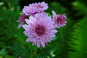 Obraz premium Pink chrysanthemum plant on green. Chrysanthemums annuals flowers branch for background or greeting card.