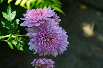 Pink chrysanthemum plant on green. Chrysanthemums annuals flowers branch for background or greeting card.