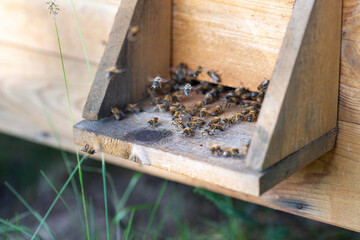 Bees working near the entrance to the hive