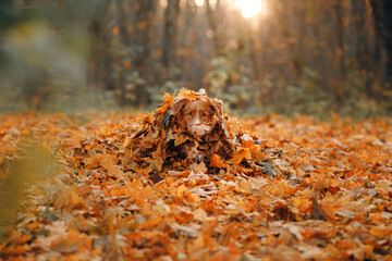 dog in yellow leaves in the park. Nova Scotia Duck Tolling Retriever for a walk in the autumn park