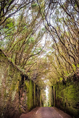 Road tunnel in Anaga Rural Park - ancient rainforest on Tenerife, Canary Islands. Beautiful ancient rain forest.