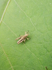 緑色の葉の上にいる茶色のバッタ