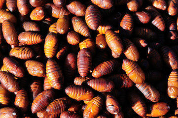 Worms of green silkworms for eat in north east of China, rich in protein