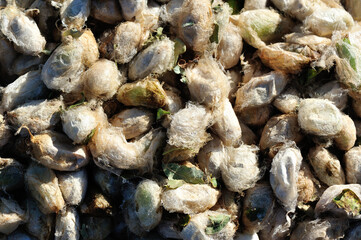 Worms of green silkworms for eat in north east of China, rich in protein