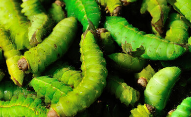 Green silkworms for eat in north east of China, rich in protein