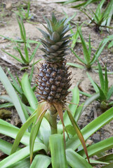 Obraz premium An amazing pineapple plant. Nha Trang, Vietnam
